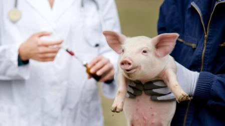 Antibiotika in der Tierhaltung