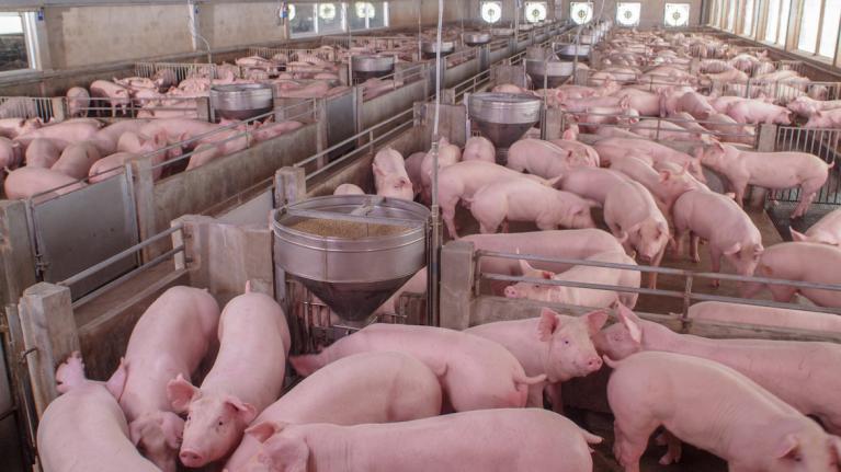 Viele Schweine im Stall, Tierhaltungskennzeichnung