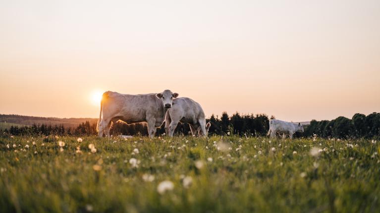 glückliche Kühe, die auf der Weide stehen