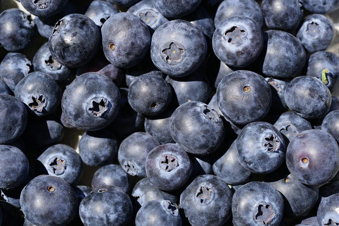 Blaubeeren Nahaufnahme