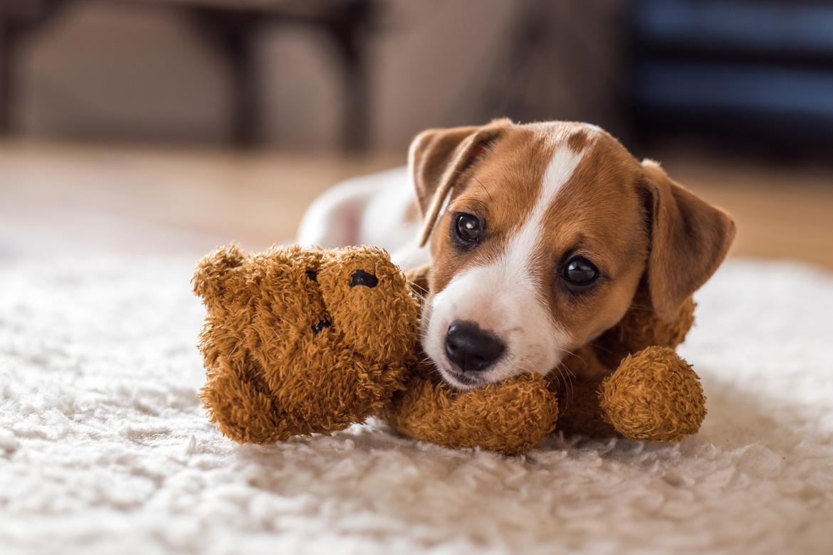 Hund mit Kuscheltier auf Boden