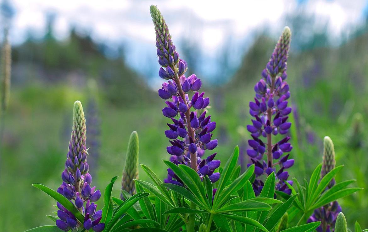 Lupine