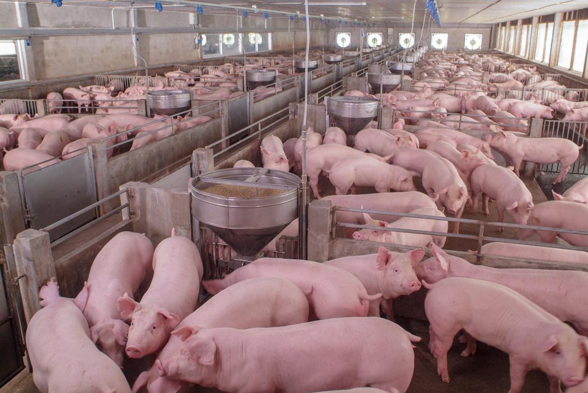 Viele Schweine im Stall, Tierhaltungskennzeichnung